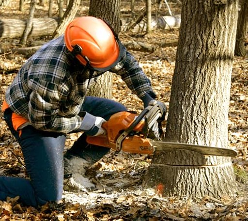 Tree Removal in Hesperia, MI